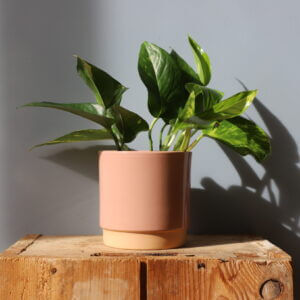 epipremnum-pothos-aureum-zlaty-rastlinkovo