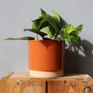 epipremnum-pothos-aureum-zlaty-rastlinkovo