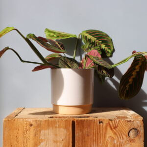 maranta-leuconeura-fascinator-rastlinkovo