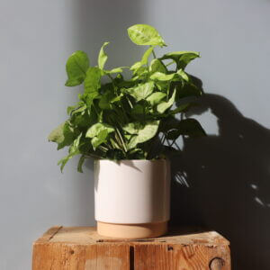 syngonium-white-butterfly-rastlinkovo
