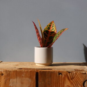 croton-codiaeum-petra-kroton-rastlinkovo
