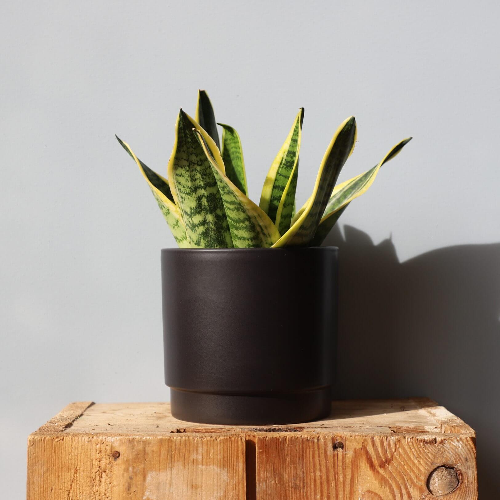 Kvetináč Eno Matt black Ø 15 cm 2 sansevieria-svokrine-jazyky-trifasciata-superba-rastlinkovo