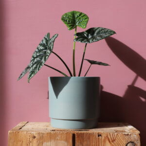 alocasia-sinuata-rastlinkovo