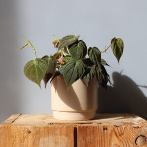 philodendron-scandens-micans-rastlinkovo