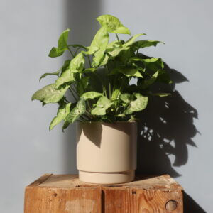 syngonium-white-butterfly-rastlinkovo