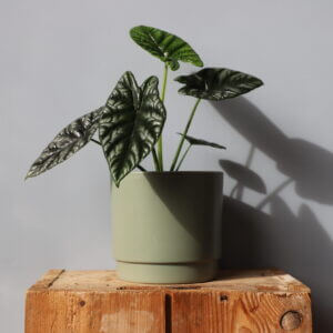 alocasia-sinuata-rastlinkovo