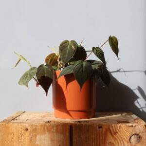 kvetinac-eno-matt-terracotta-12-cm-rastlinkovo1