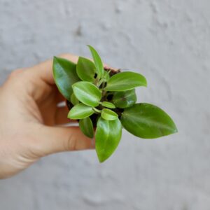 peperomia-pixie-rastlinkovo