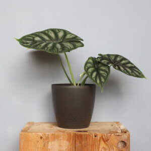 alocasia-dragon-scale-rastlinkovo