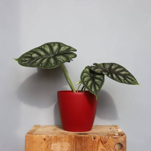 alocasia-dragon-scale-rastlinkovo