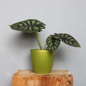 alocasia-dragon-scale-rastlinkovo