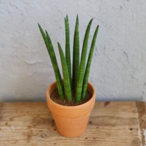 sansevieria-cylindrica-rastlinkovo