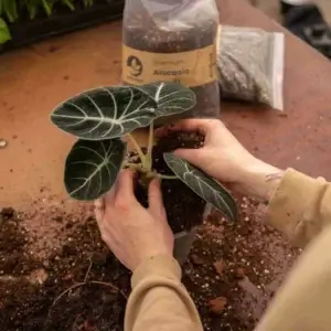 sybotanica-alocasia-mix-substrat-5-litrov-rastlinkovo