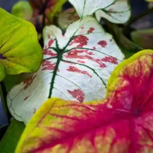 sybotanica-alocasia-mix-substrat-5-litrov-rastlinkovo