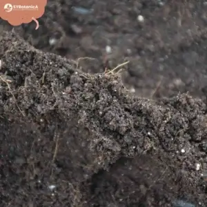 sybotanica-základný-mix-substrat-5-litrov-rastlinkovo