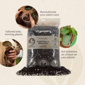 sybotanica-calathea-a-maranta-mix-substrat-5-litrov-rastlinkovo