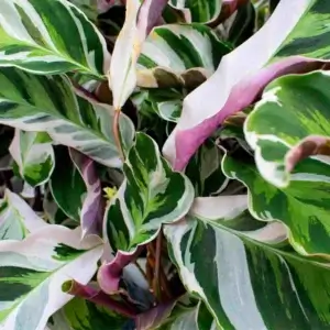 sybotanica-calathea-a-maranta-mix-substrat-5-litrov-rastlinkovo