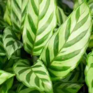 sybotanica-calathea-a-maranta-mix-substrat-5-litrov-rastlinkovo