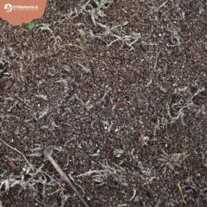 sybotanica-masozrave-rastliny-mix-substrat-5-litrov-rastlinkovo