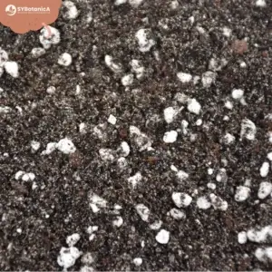 sybotanica-paprad-mix-substrat-5-litrov-rastlinkovo