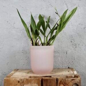 elho-plastovy-kvetinac-vibes-fold-orchidea-rastlinkovo