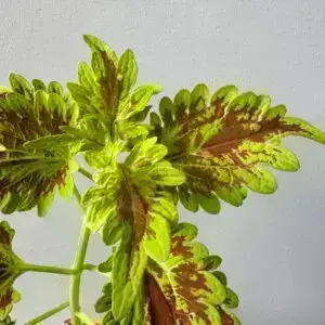 coleus-africka-zihlava-blumei-wizard-golden-rastlinkovo