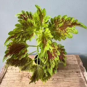 coleus-africka-zihlava-blumei-wizard-golden-rastlinkovo