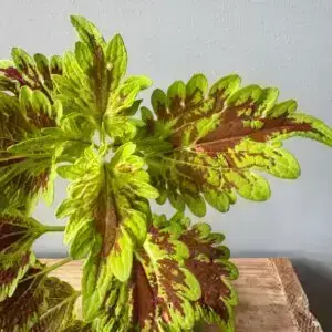 coleus-africka-zihlava-blumei-wizard-golden-rastlinkovo