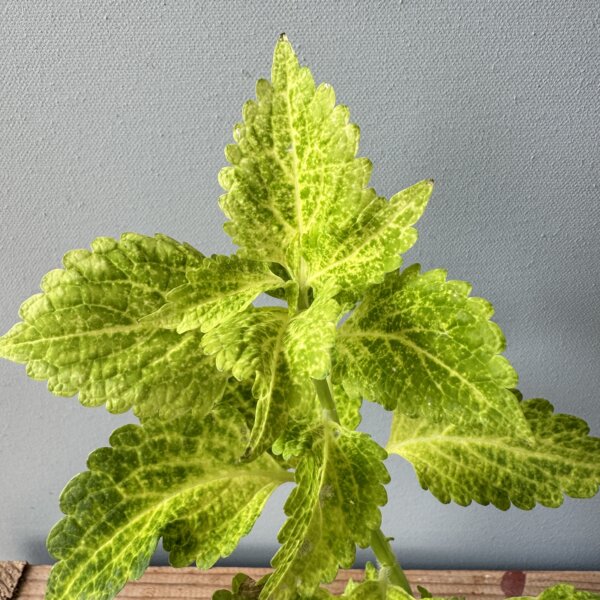 coleus-africka-zihlava-blumei-wizard-golden-rastlinkovo