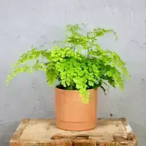 adiantum-raddianum-fragrans-rastlinkovo