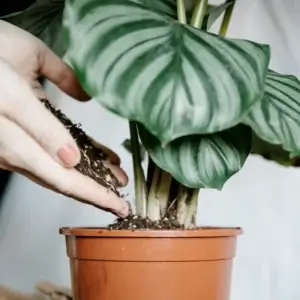 soil-ninja-substrat-calathea-maranta-2-litre-rastlinkovo