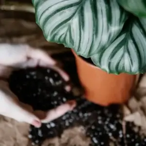 soil-ninja-substrat-calathea-maranta-2-litre-rastlinkovo