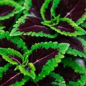 soil-ninja-substrat-calathea-maranta-2-litre-rastlinkovo