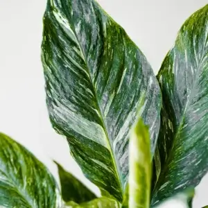 soil-ninja-substrat-calathea-maranta-2-litre-rastlinkovo