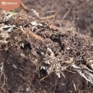 sybotanica-terrarium-mix-substrat-5-litrov-rastlinkovo