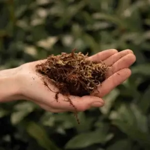 sybotanica-terrarium-mix-substrat-5-litrov-rastlinkovo