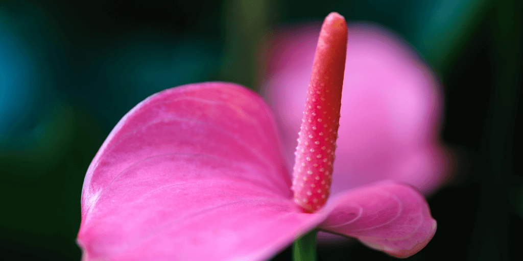 anthurium-andraeanum-rastlinkovo