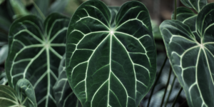 anthurium-clarinervium-rastlinkovo