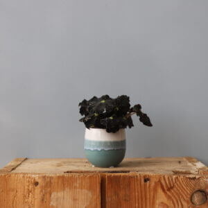 begonia-rex-dark-mambo-baby-rastlinkovo