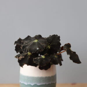begonia-rex-dark-mambo-baby-rastlinkovo