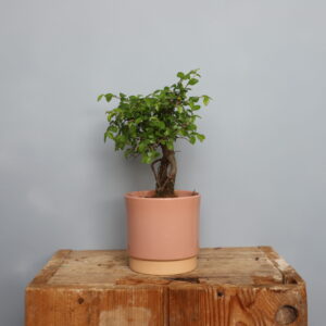 carpinus-japonica-bonsai-rastlinkovo