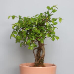 carpinus-japonica-bonsai-rastlinkovo