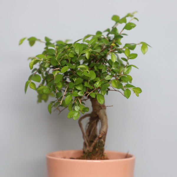 carpinus-japonica-bonsai-rastlinkovo1