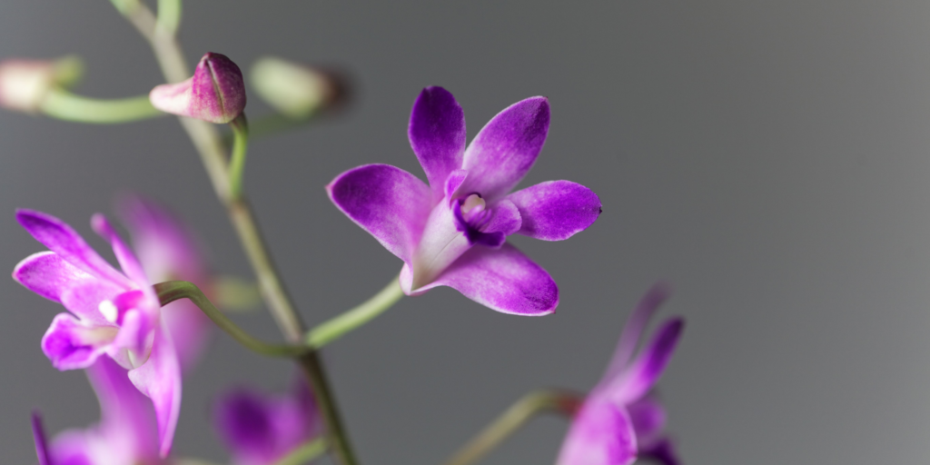 dendrobium-orchidea-rastlinkovo