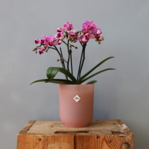 elho-kvetinac-orchidea-rastlinkovo
