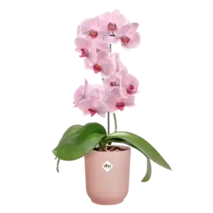 elho-vibes-fold-orchid-rastlinkovo