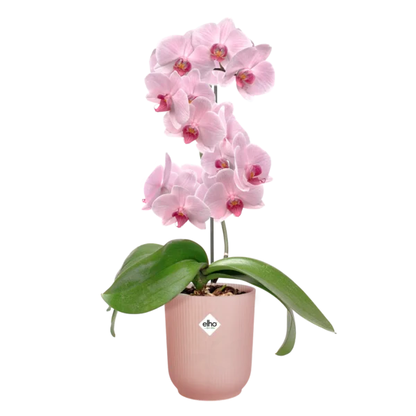 elho-vibes-fold-orchid-rastlinkovo