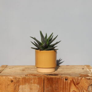 haworthia-fasciata-concolor-baby-rastlinkovo