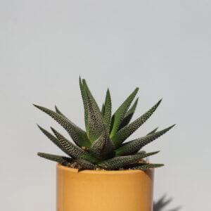 haworthia-fasciata-concolor-baby-rastlinkovo