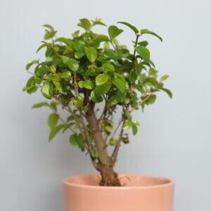 ligustrum-ovalifolium-bonsai-rastlinkovo